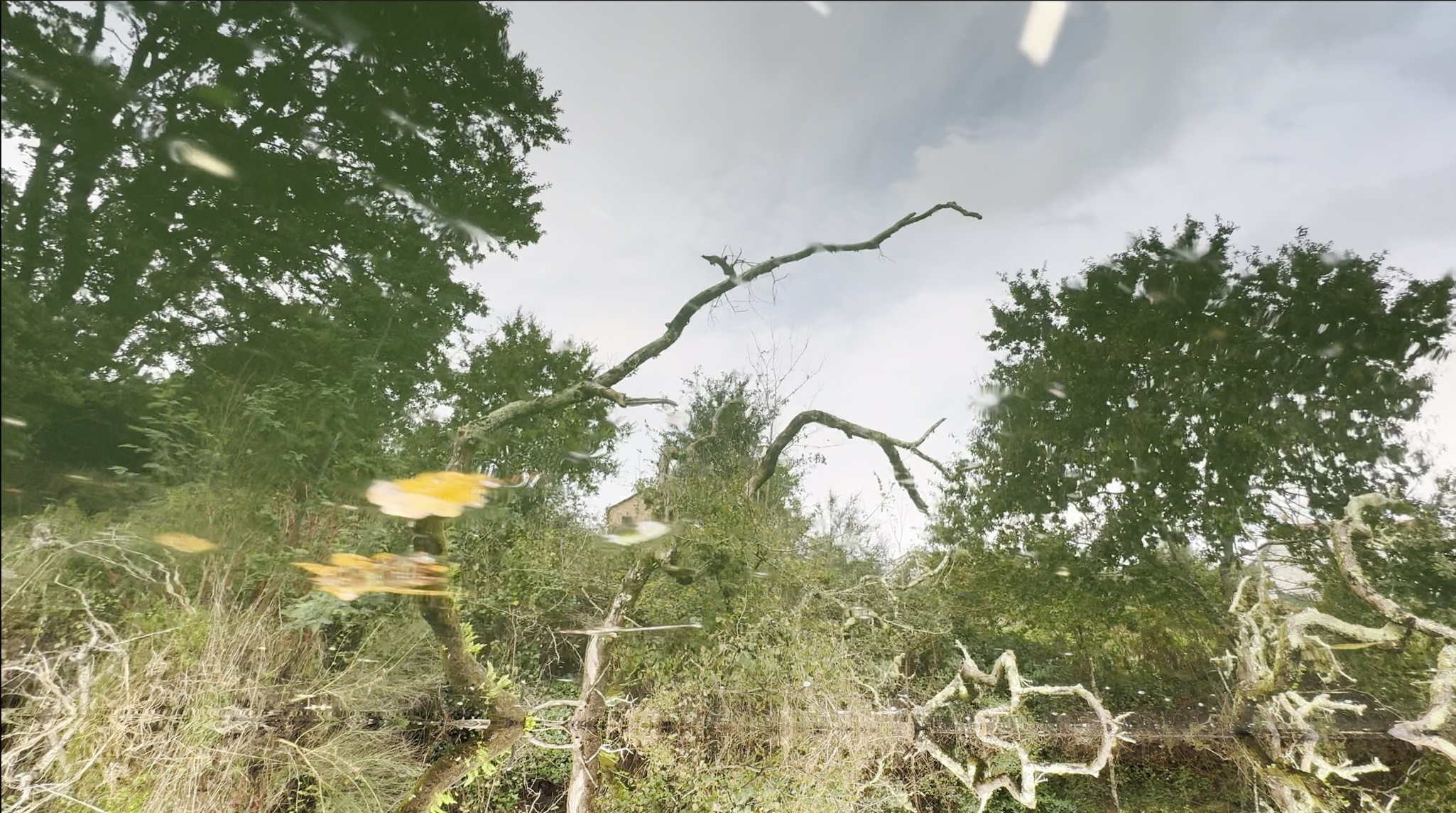 Stefanie Zoche - Celulosa Invasiva Stefanie Zoche - Celulosa Invasiva