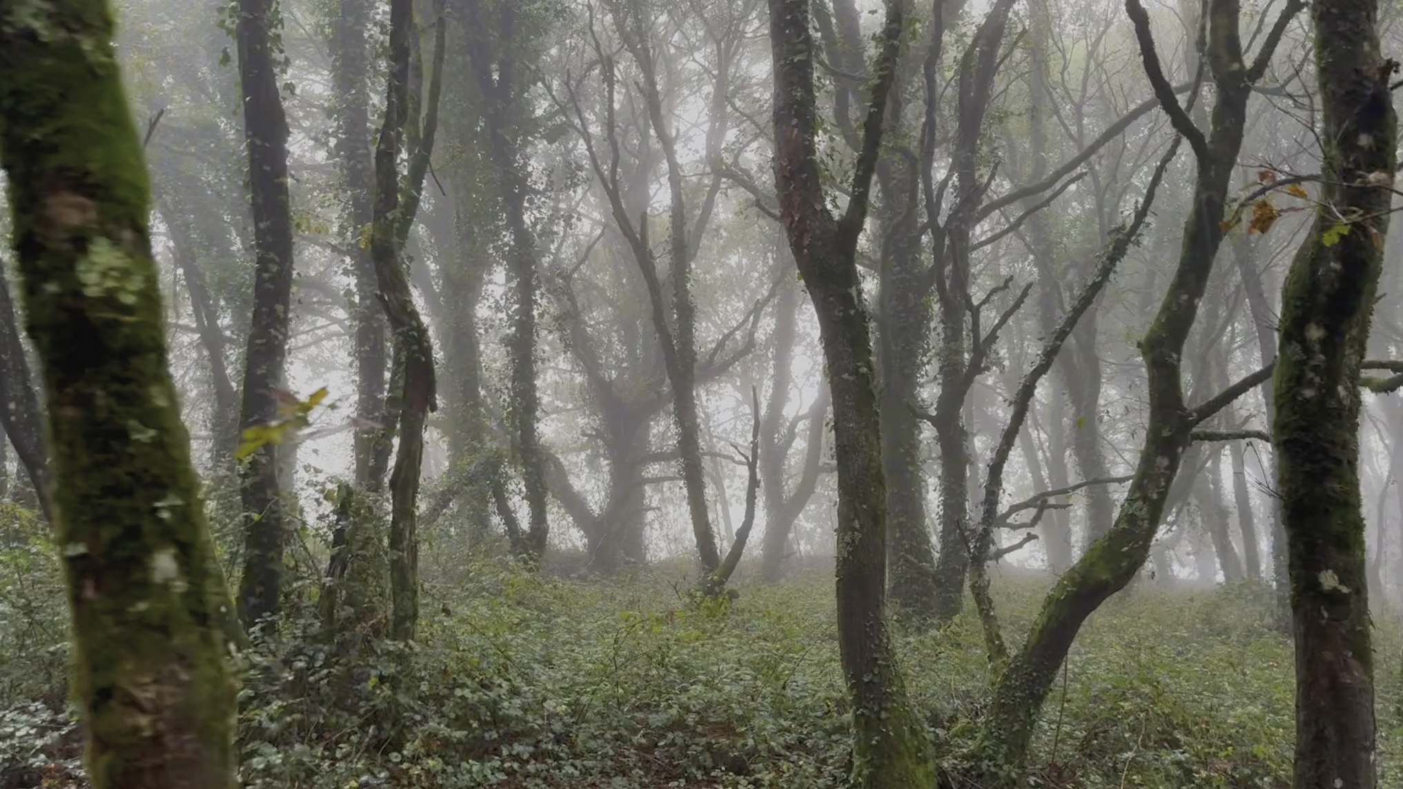 Stefanie Zoche - Celulosa Invasiva Stefanie Zoche - Celulosa Invasiva