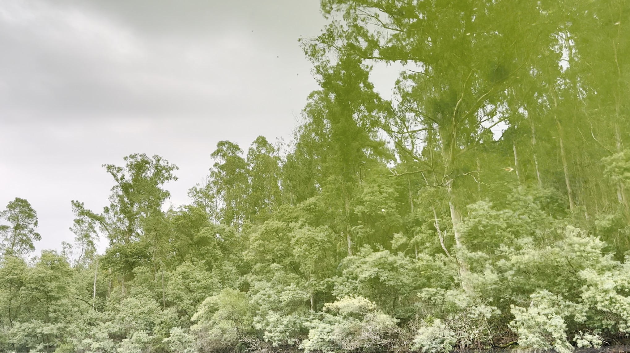 Stefanie Zoche - Celulosa Invasiva Stefanie Zoche - Celulosa Invasiva