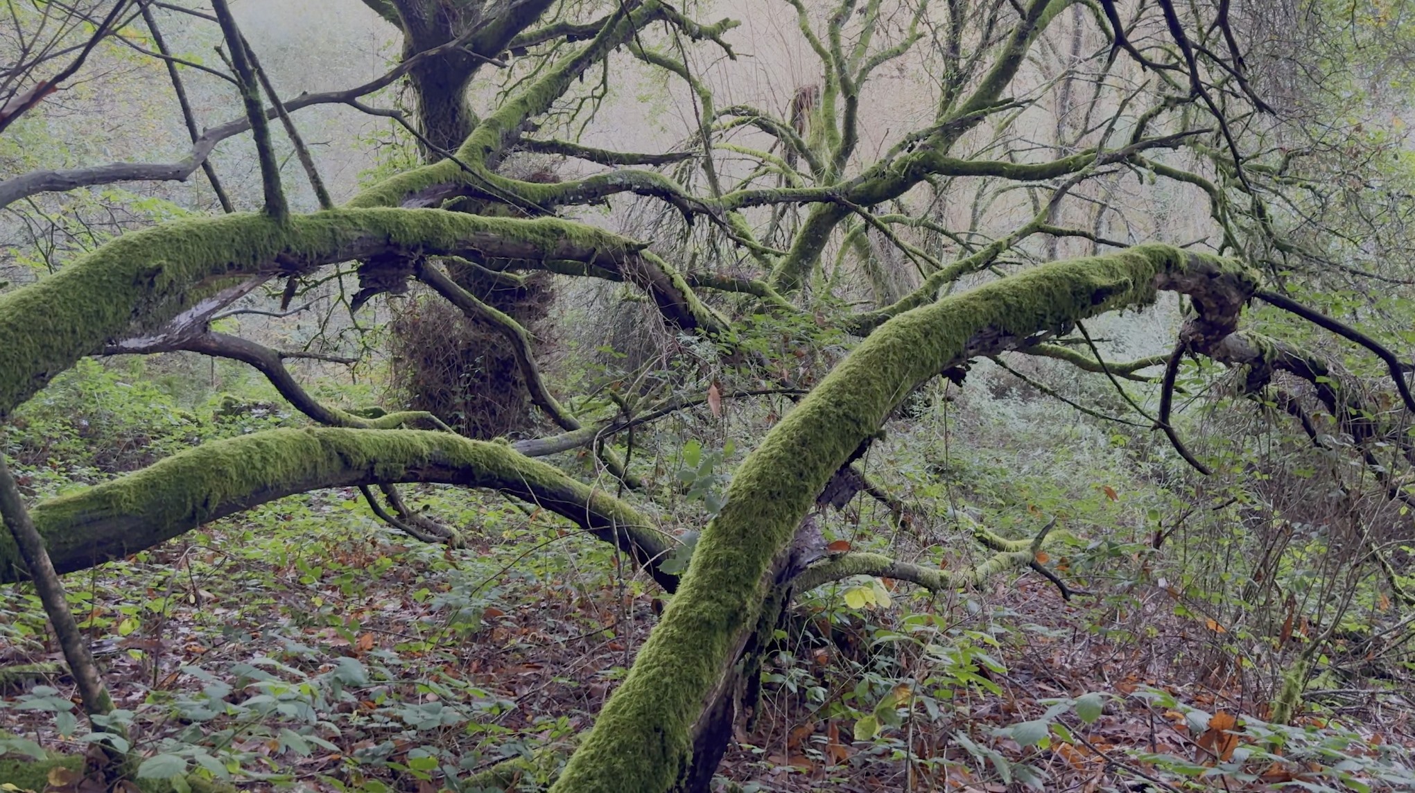 Stefanie Zoche - Celulosa Invasiva Stefanie Zoche - Celulosa Invasiva