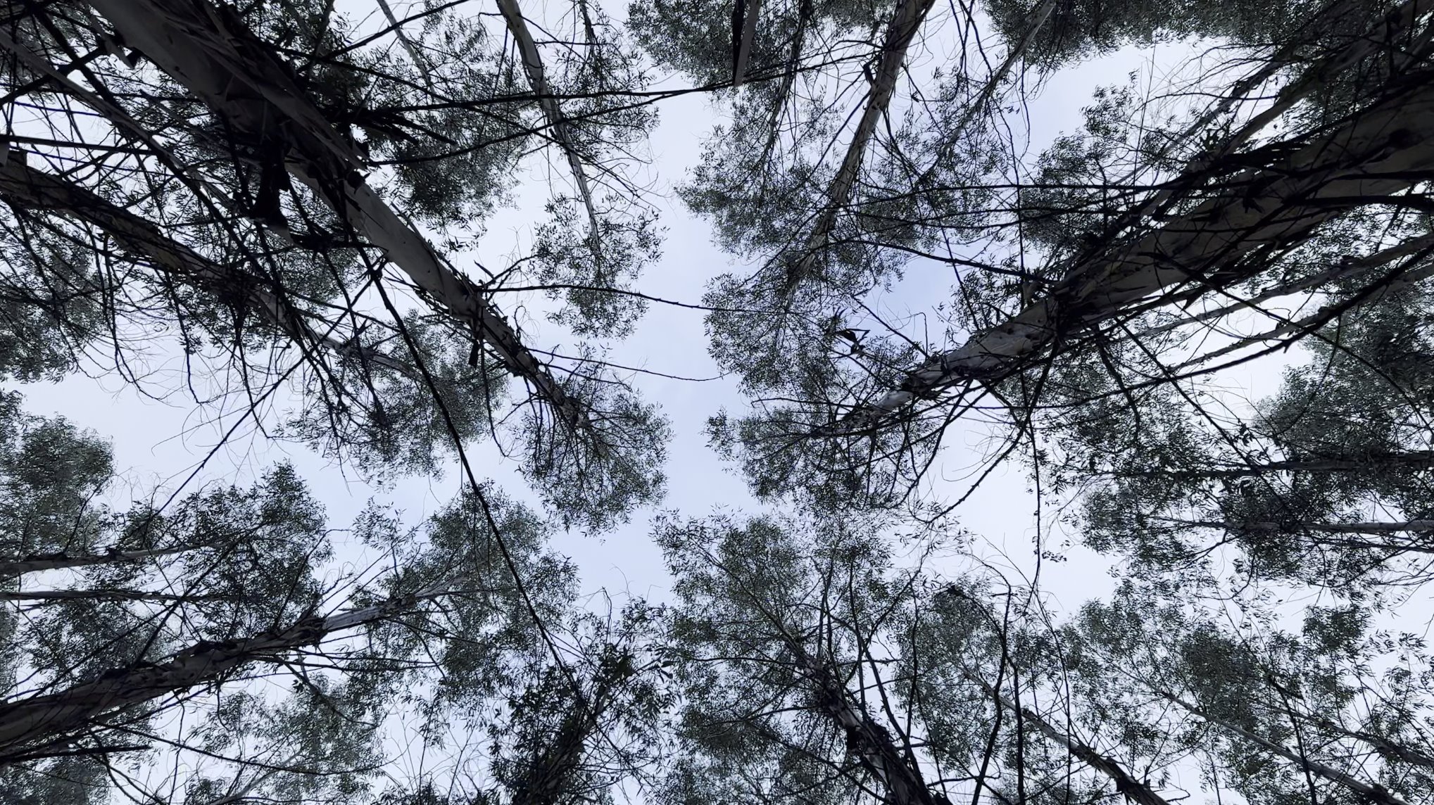 Stefanie Zoche - Celulosa Invasiva Stefanie Zoche - Celulosa Invasiva