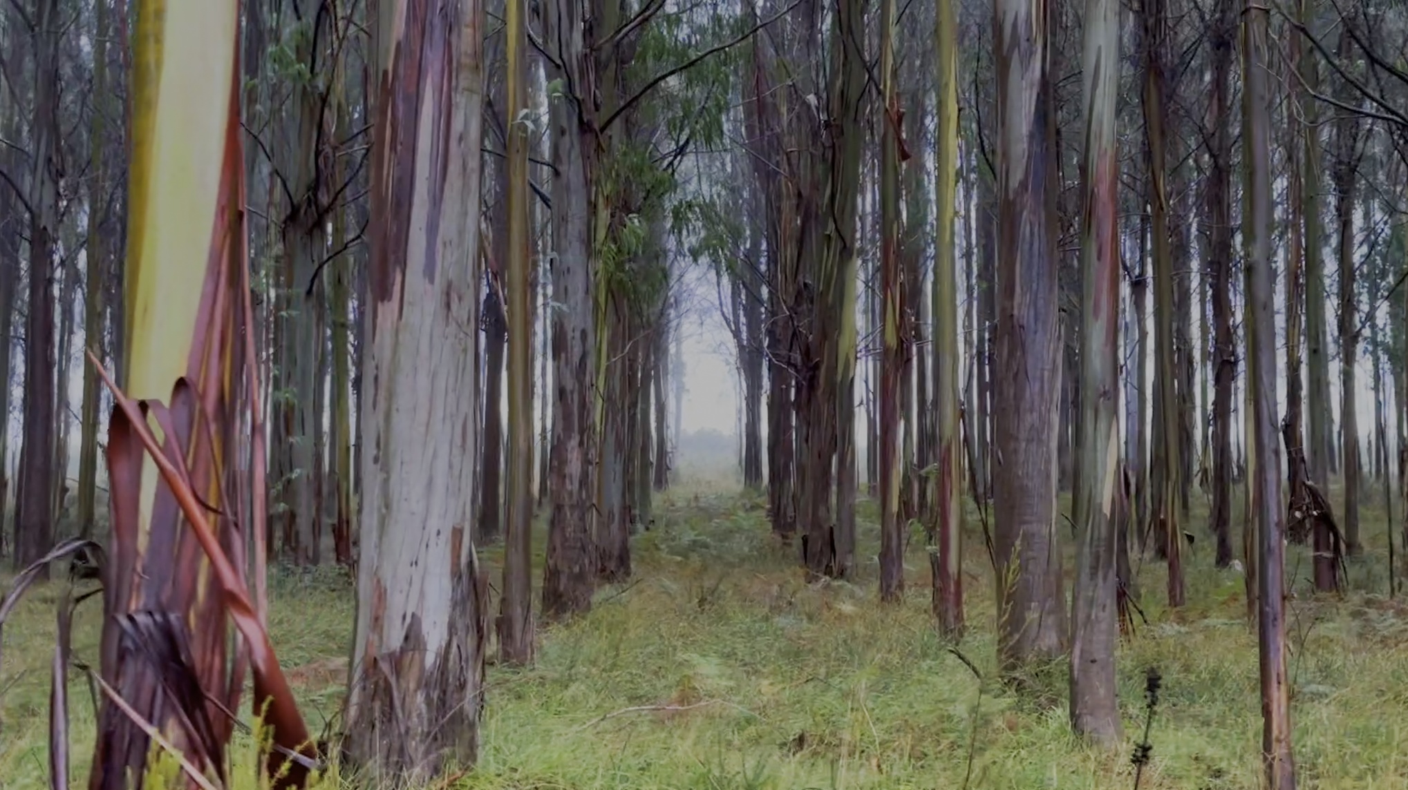 Stefanie Zoche - Celulosa Invasiva Stefanie Zoche - Celulosa Invasiva