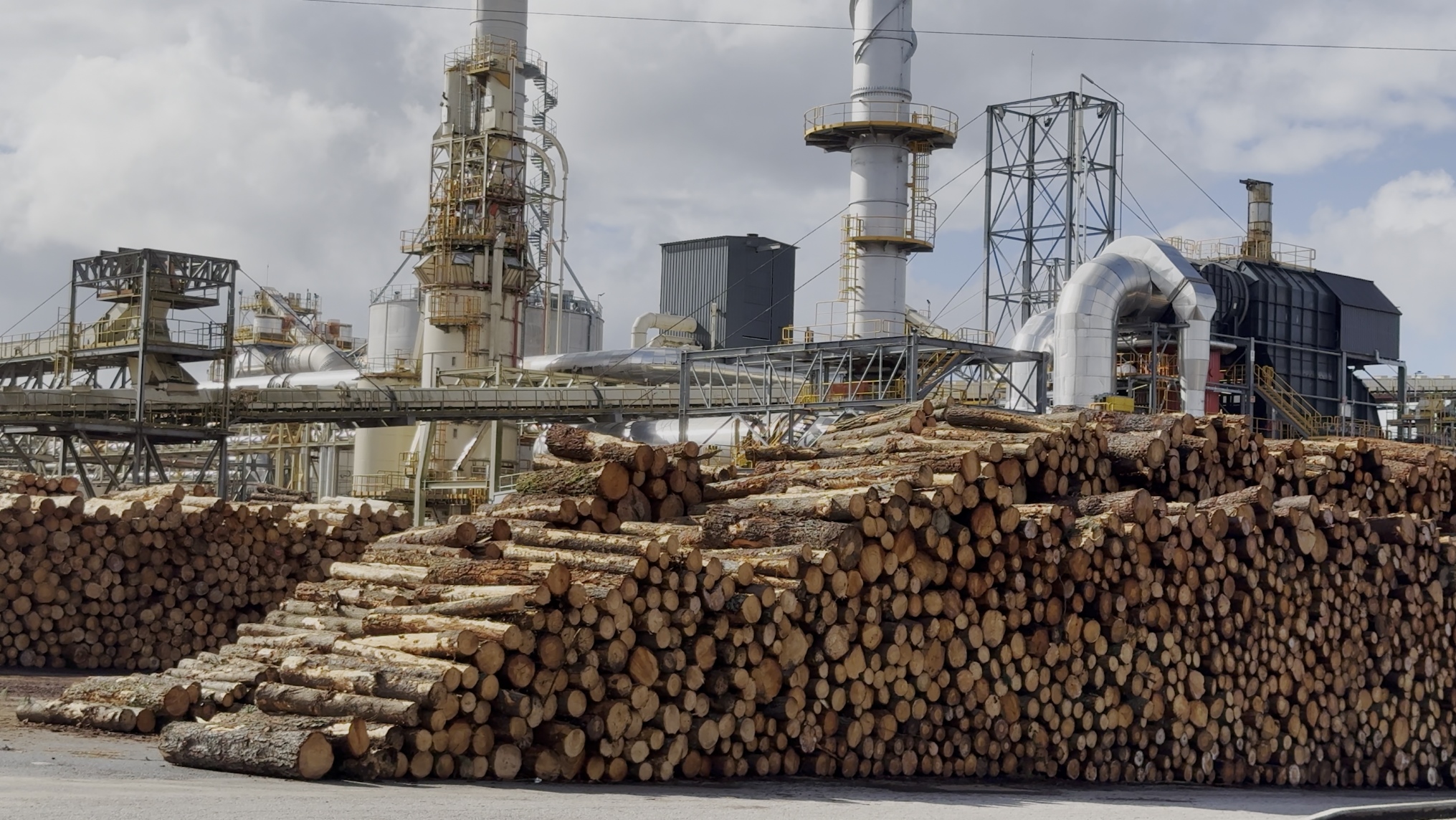 Stefanie Zoche - Celulosa Invasiva Stefanie Zoche - Celulosa Invasiva