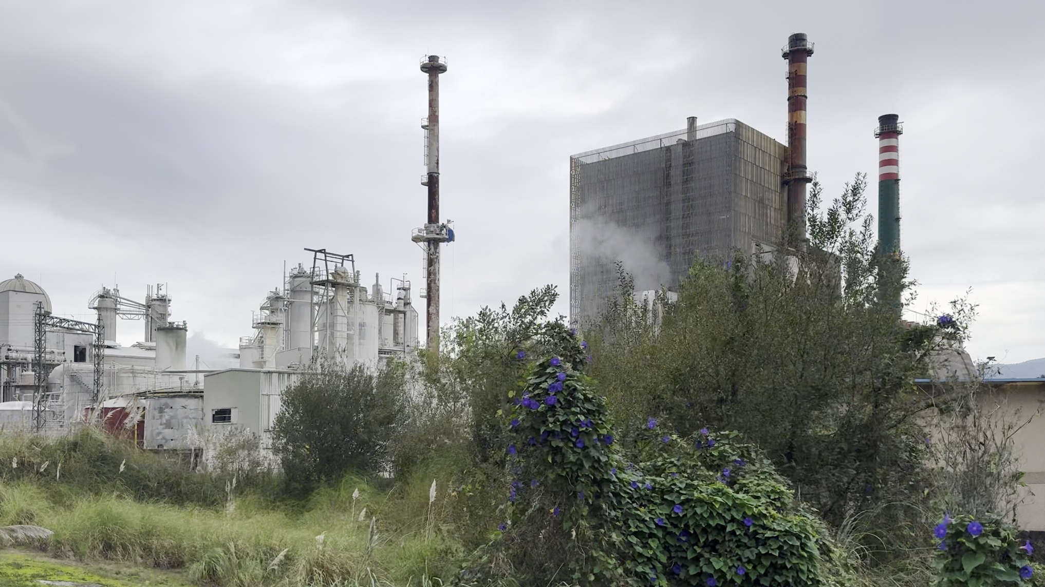 Stefanie Zoche - Celulosa Invasiva Stefanie Zoche - Celulosa Invasiva