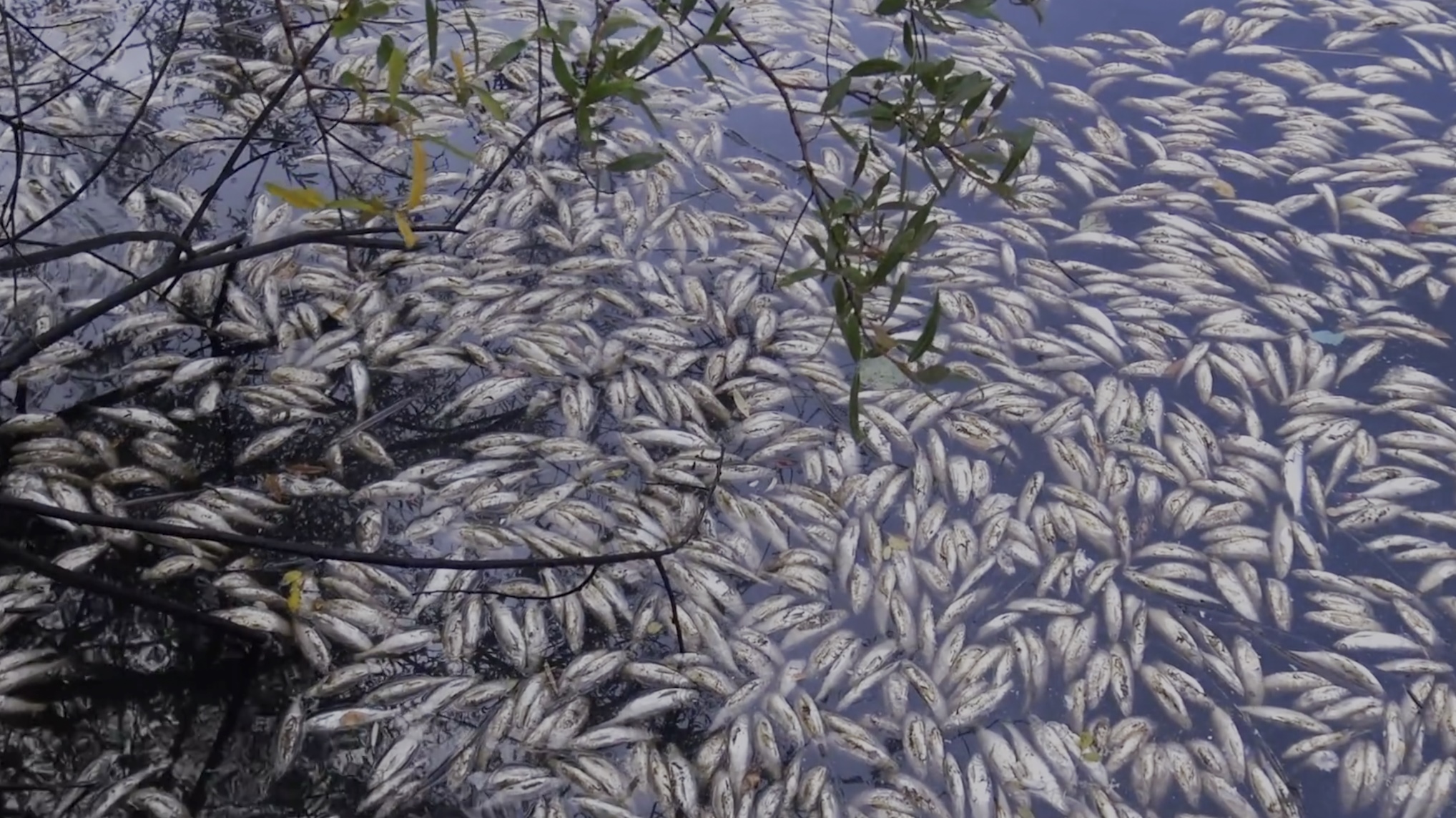 Stefanie Zoche - Celulosa Invasiva Stefanie Zoche - Celulosa Invasiva