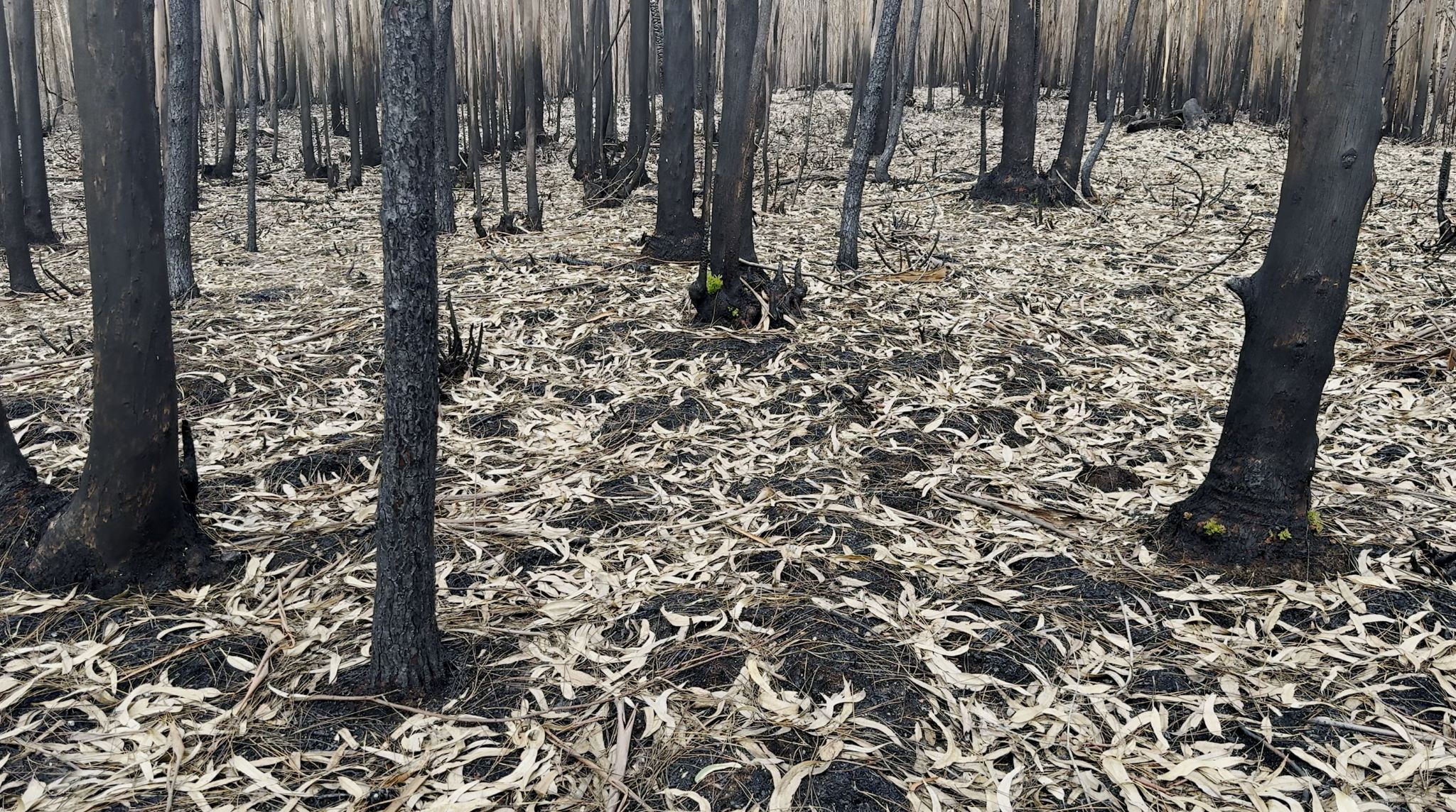 Stefanie Zoche - Celulosa Invasiva Stefanie Zoche - Celulosa Invasiva