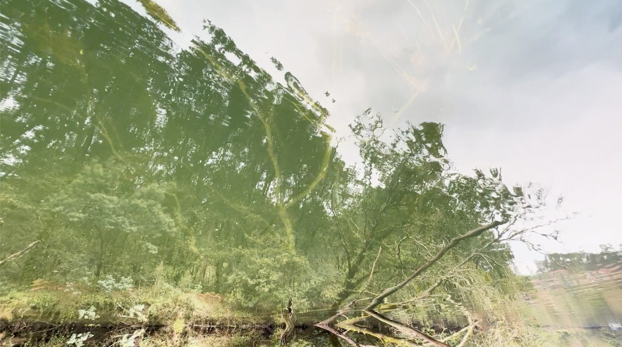 Stefanie Zoche - Celulosa Invasiva Stefanie Zoche - Celulosa Invasiva