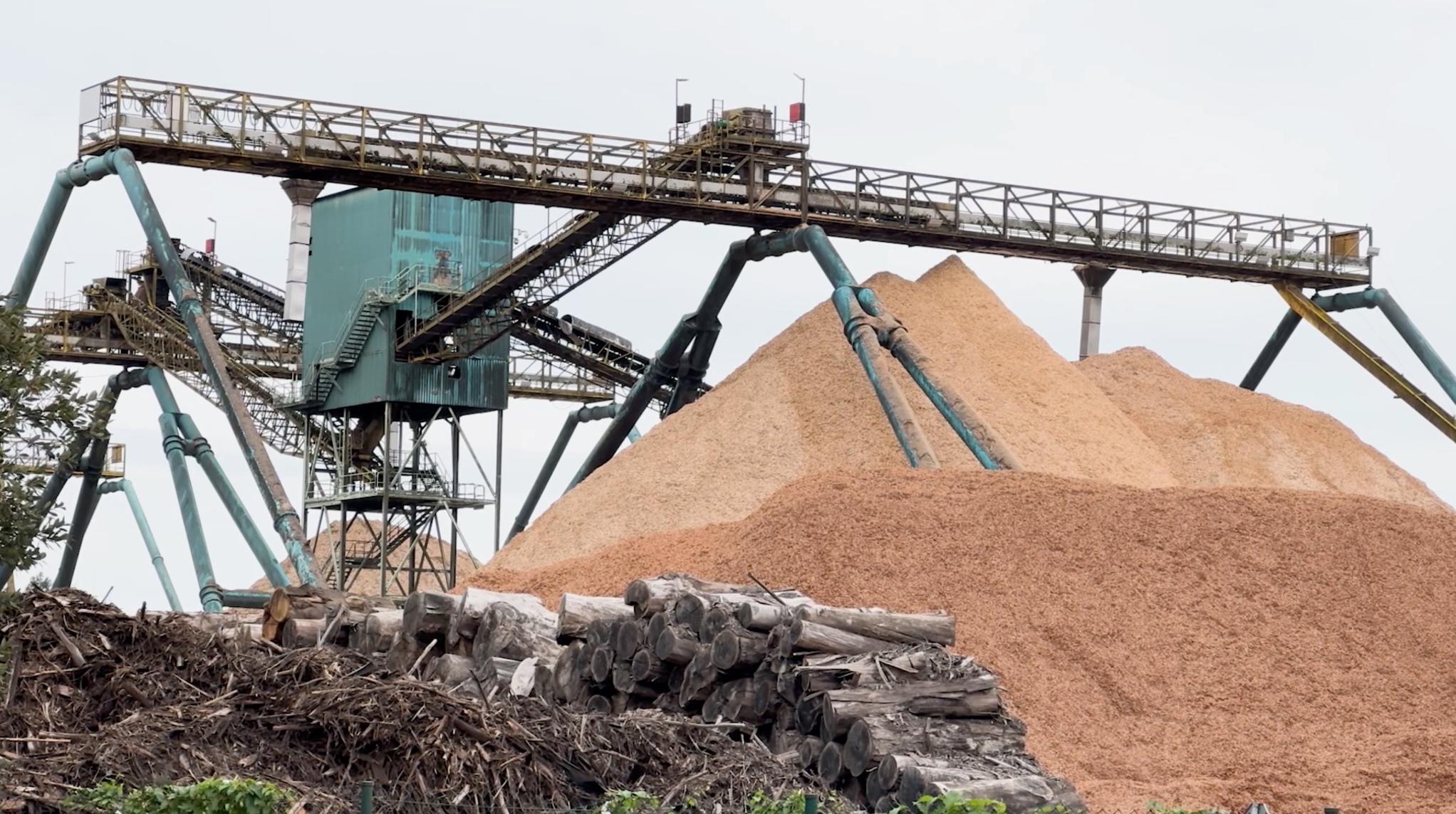 Stefanie Zoche - Celulosa Invasiva Stefanie Zoche - Celulosa Invasiva