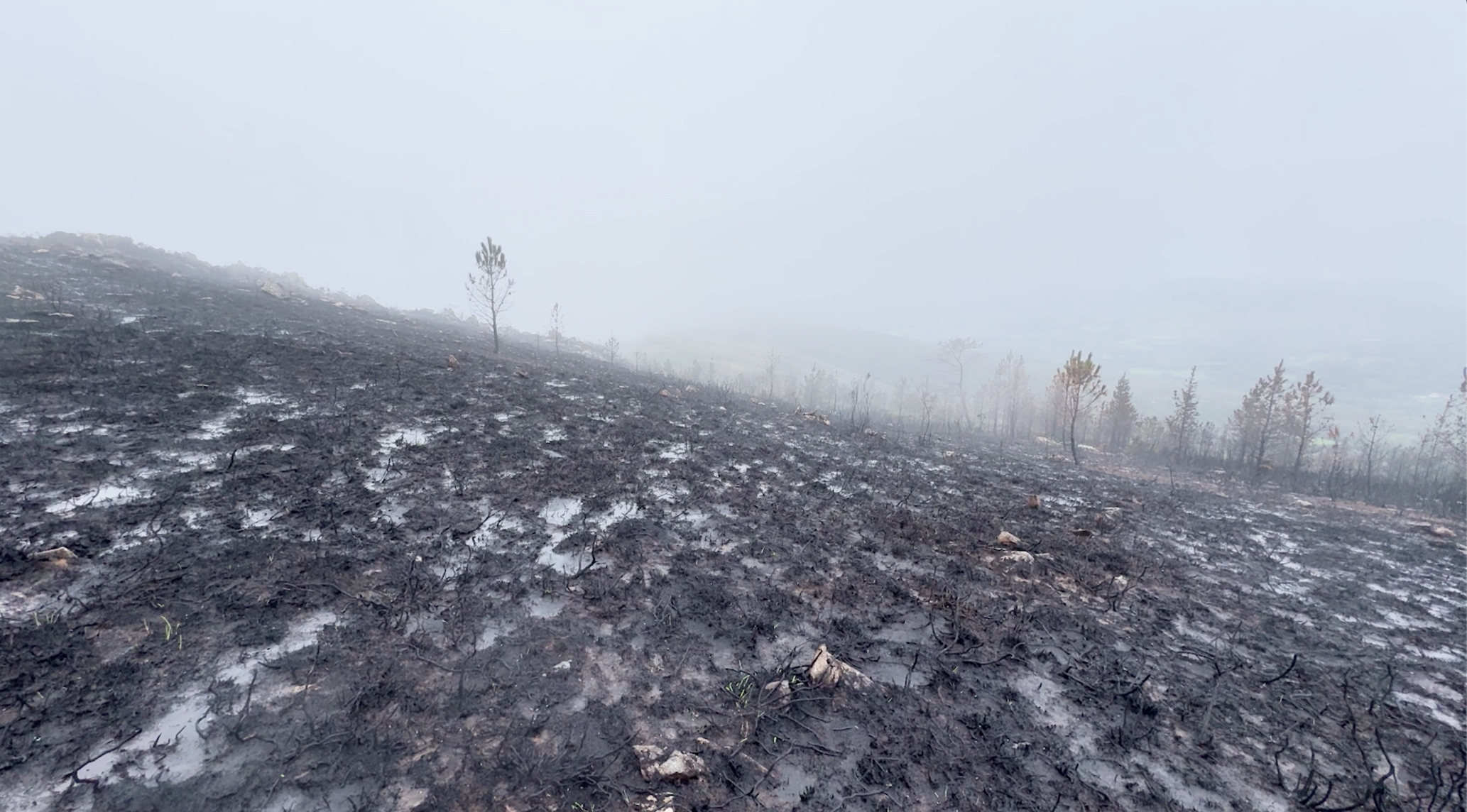 Stefanie Zoche - Celulosa Invasiva Stefanie Zoche - Celulosa Invasiva