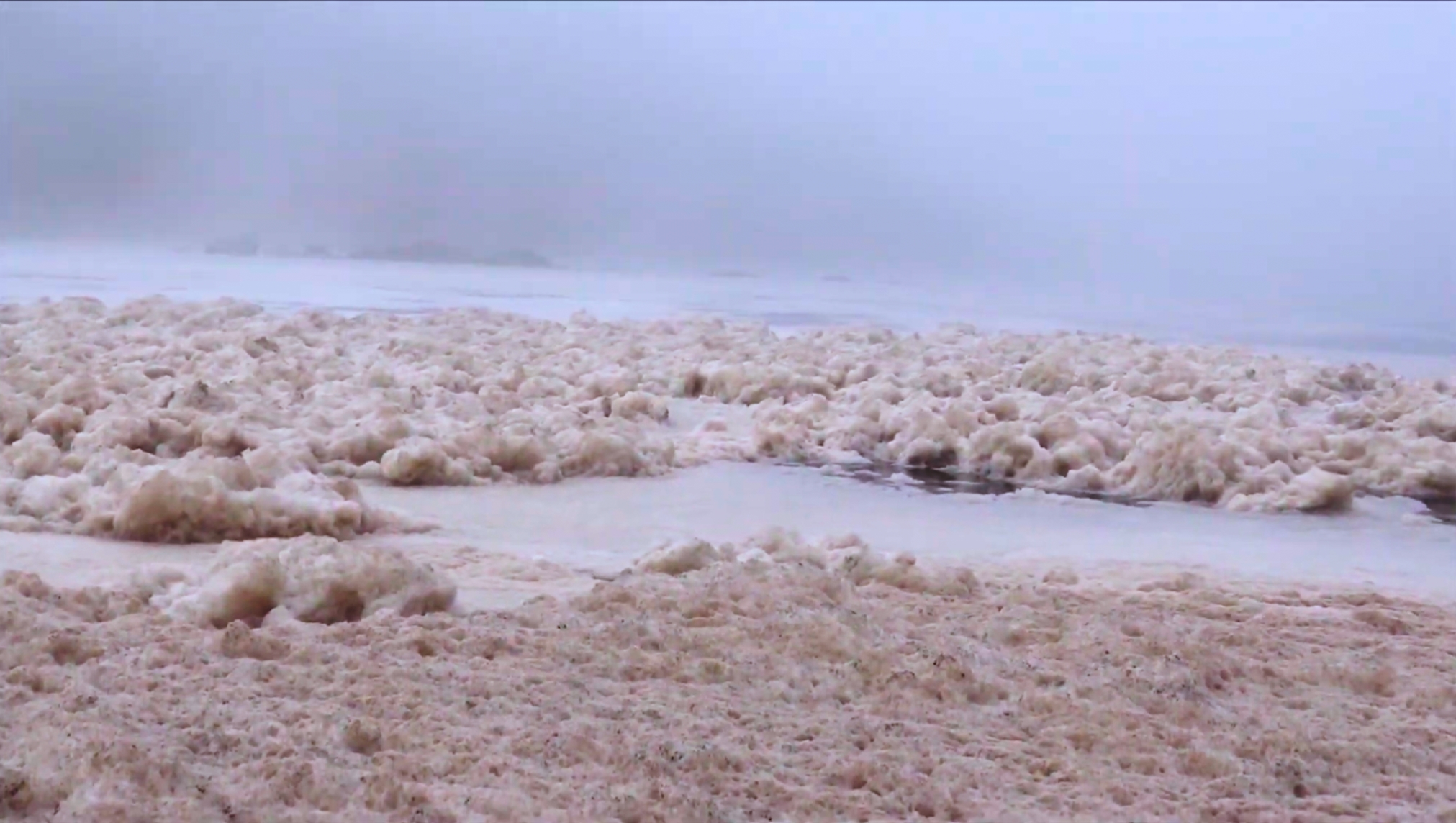 Stefanie Zoche - Celulosa Invasiva Stefanie Zoche - Celulosa Invasiva