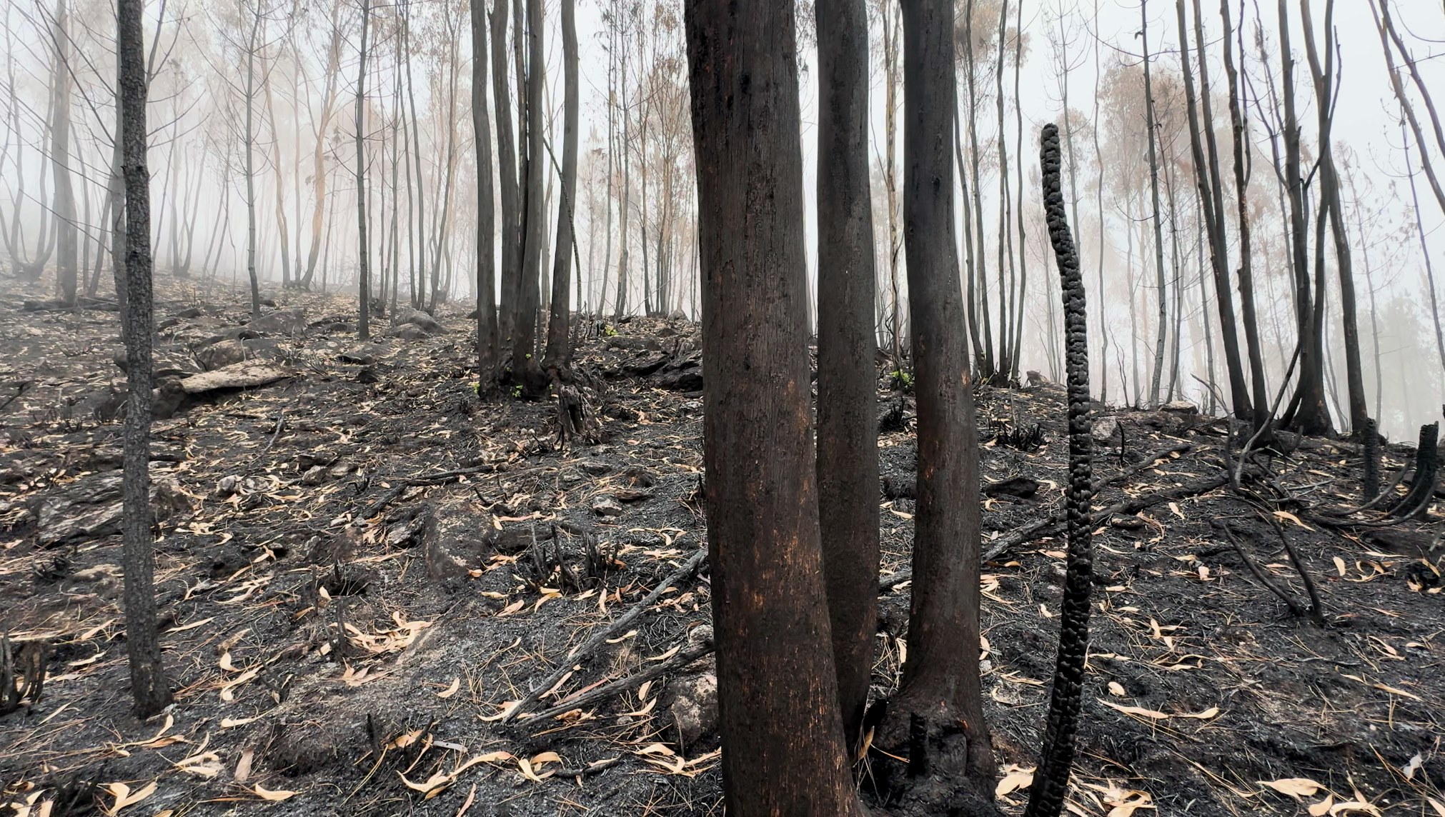 Stefanie Zoche - Celulosa Invasiva Stefanie Zoche - Celulosa Invasiva